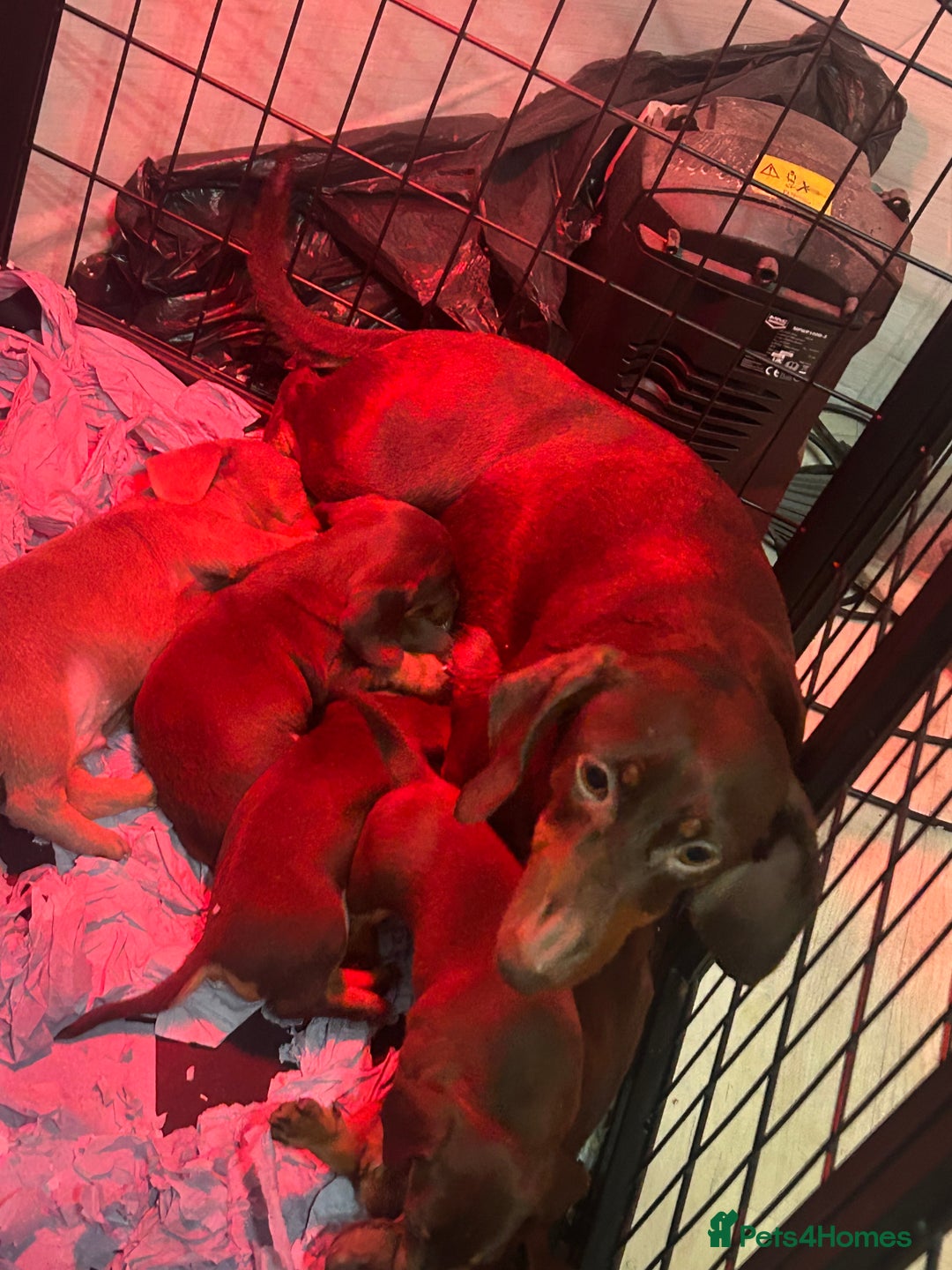 Miniature Dachshund dogs for sale: ❤️❤️Miniature Dachshunds❤️❤️ - Advert 2
