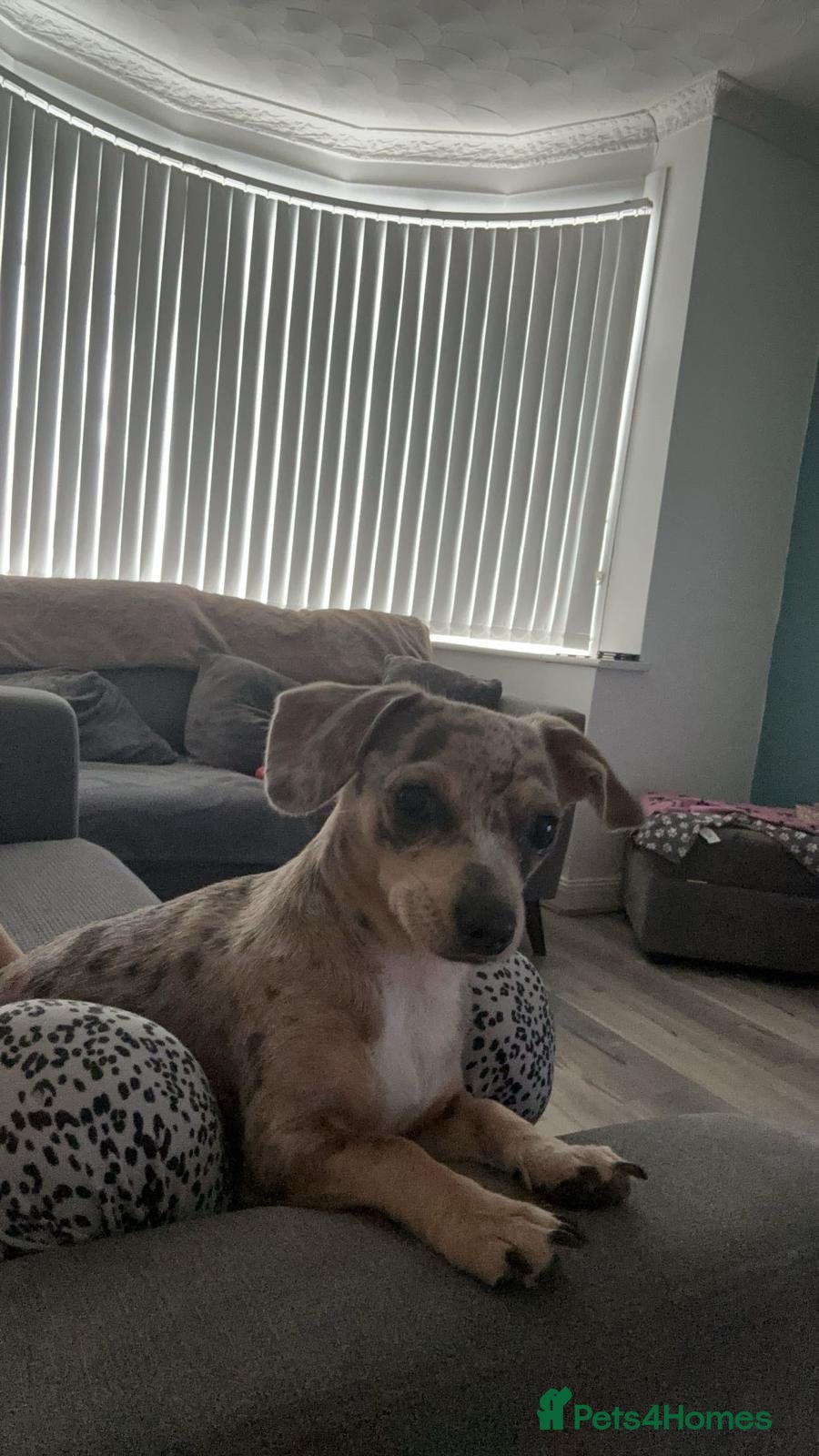 Mixed Breed dogs Chiweenie for sale  - Advert 10