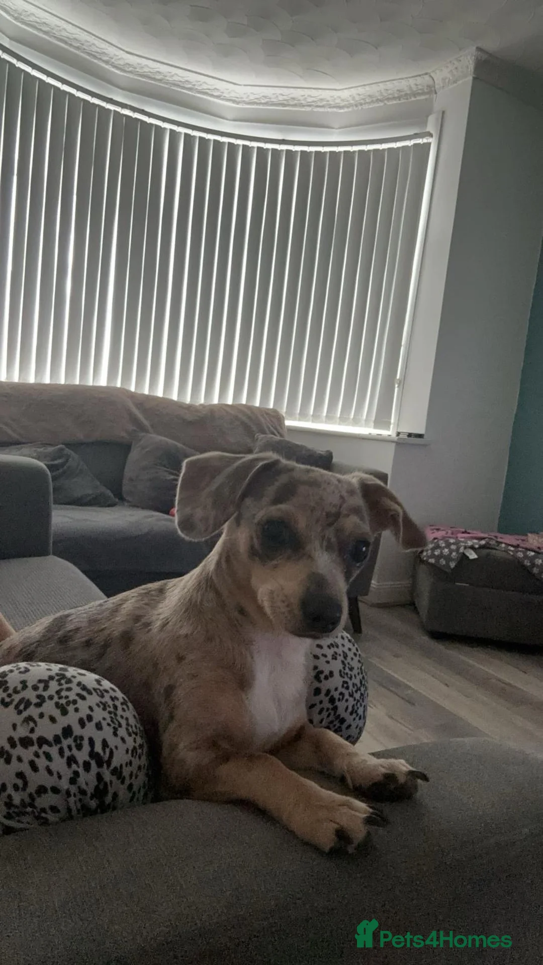 Mixed Breed dogs for sale: Chiweenie for sale  in Birmingham - Advert 1