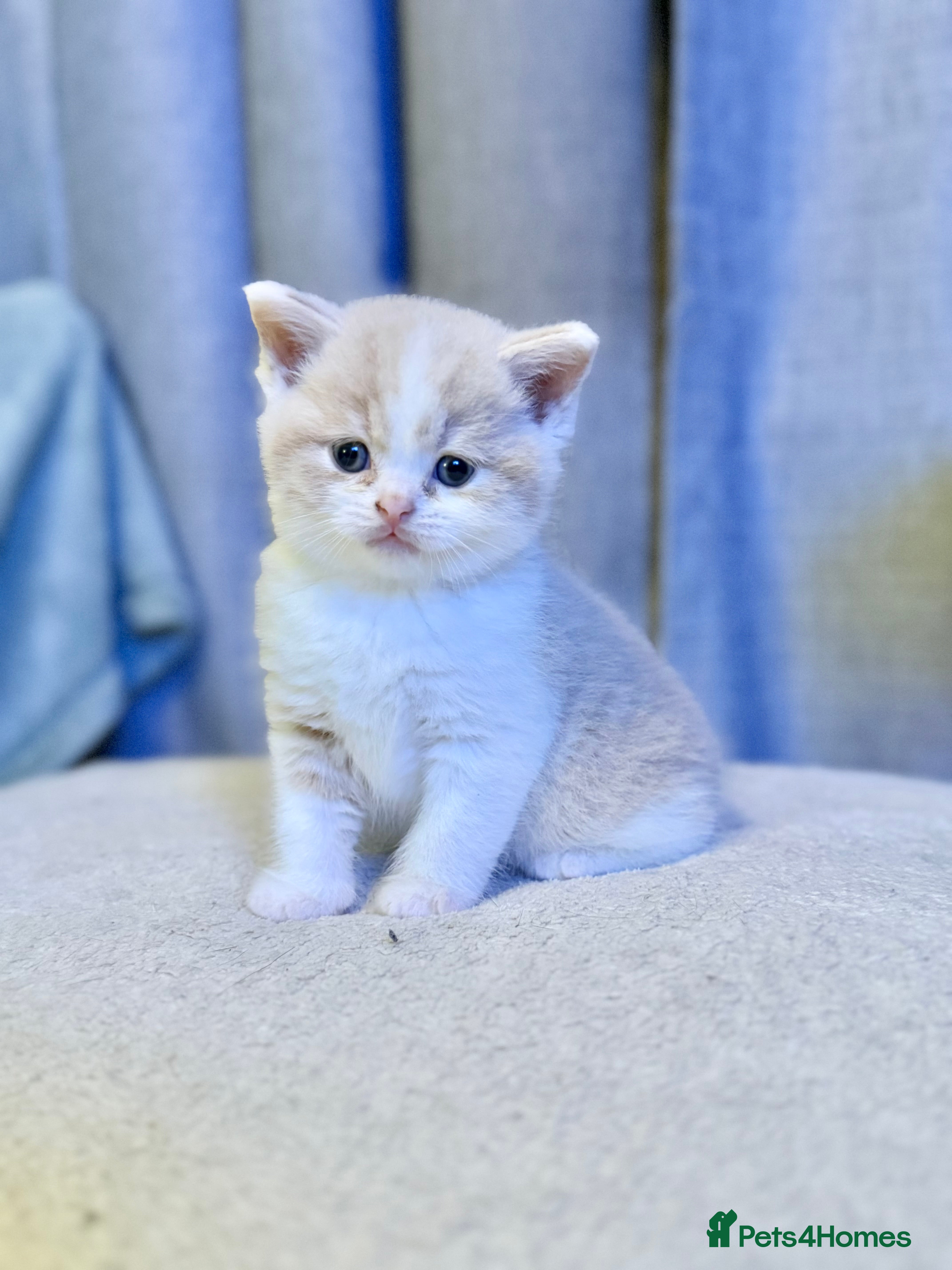 British Shorthair cats Ready Soon!! Only 1 Handsome BSH Kitten Left!!!  - Advert 1