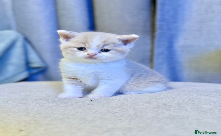 British Shorthair cats Handsome British Shorthair Kittens  - Advert 3