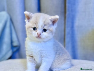 British Shorthair cats Handsome British Shorthair Kittens - Advert 14