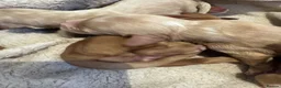 Cockapoo dogs for sale: Gorgeous cockapoo pups, F1 Ready December 15th in Falkirk - Advert 2