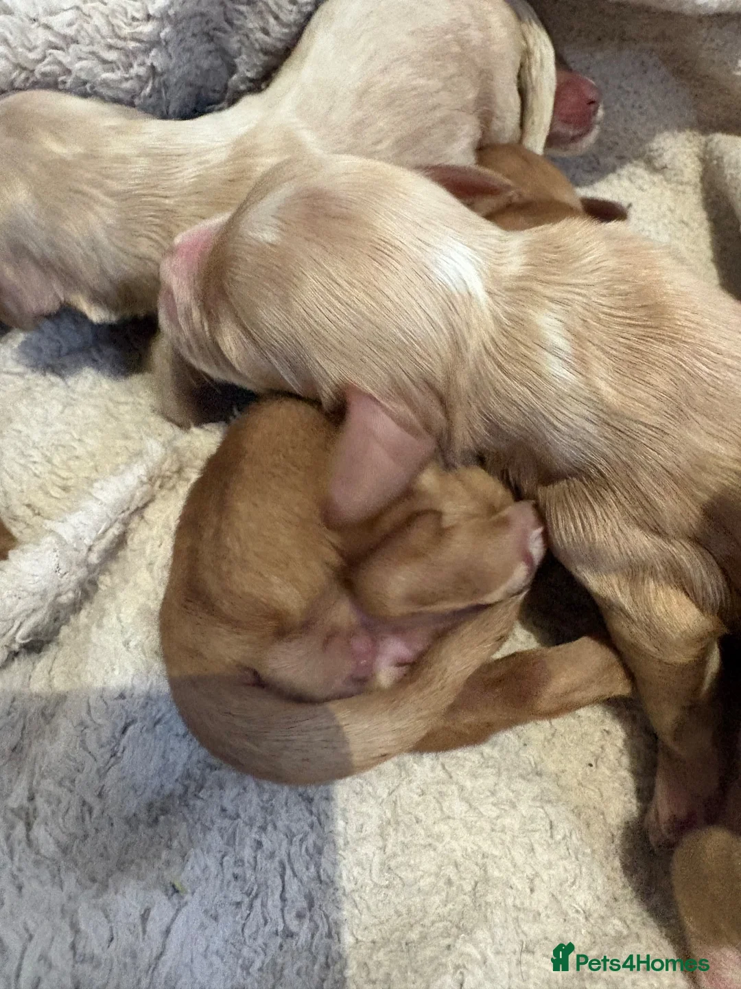 Cockapoo dogs for sale: Gorgeous cockapoo pups, F1 Ready December 15th in Falkirk - Advert 2