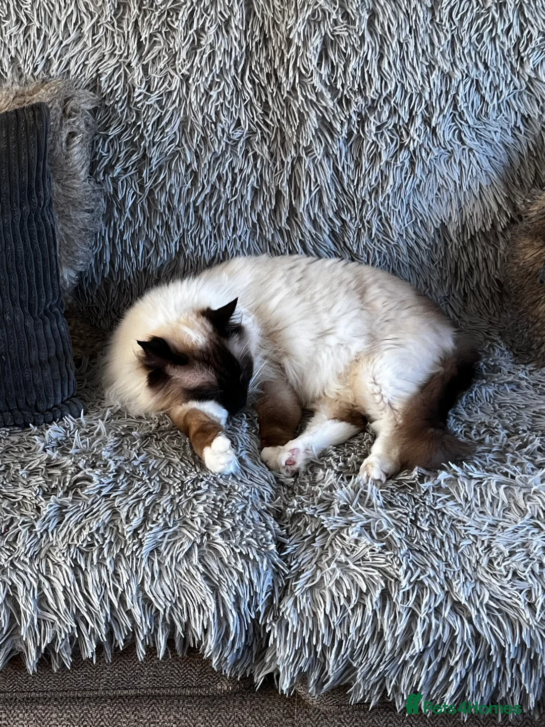 Ragdoll cats for sale: Male neutered ragdoll - Advert 8