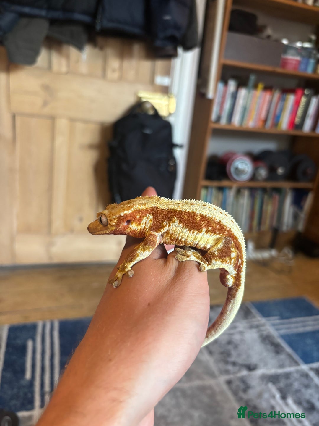 Gecko reptiles for sale: Stunning Tri Colour Lily White Crested Gecko - Image 5