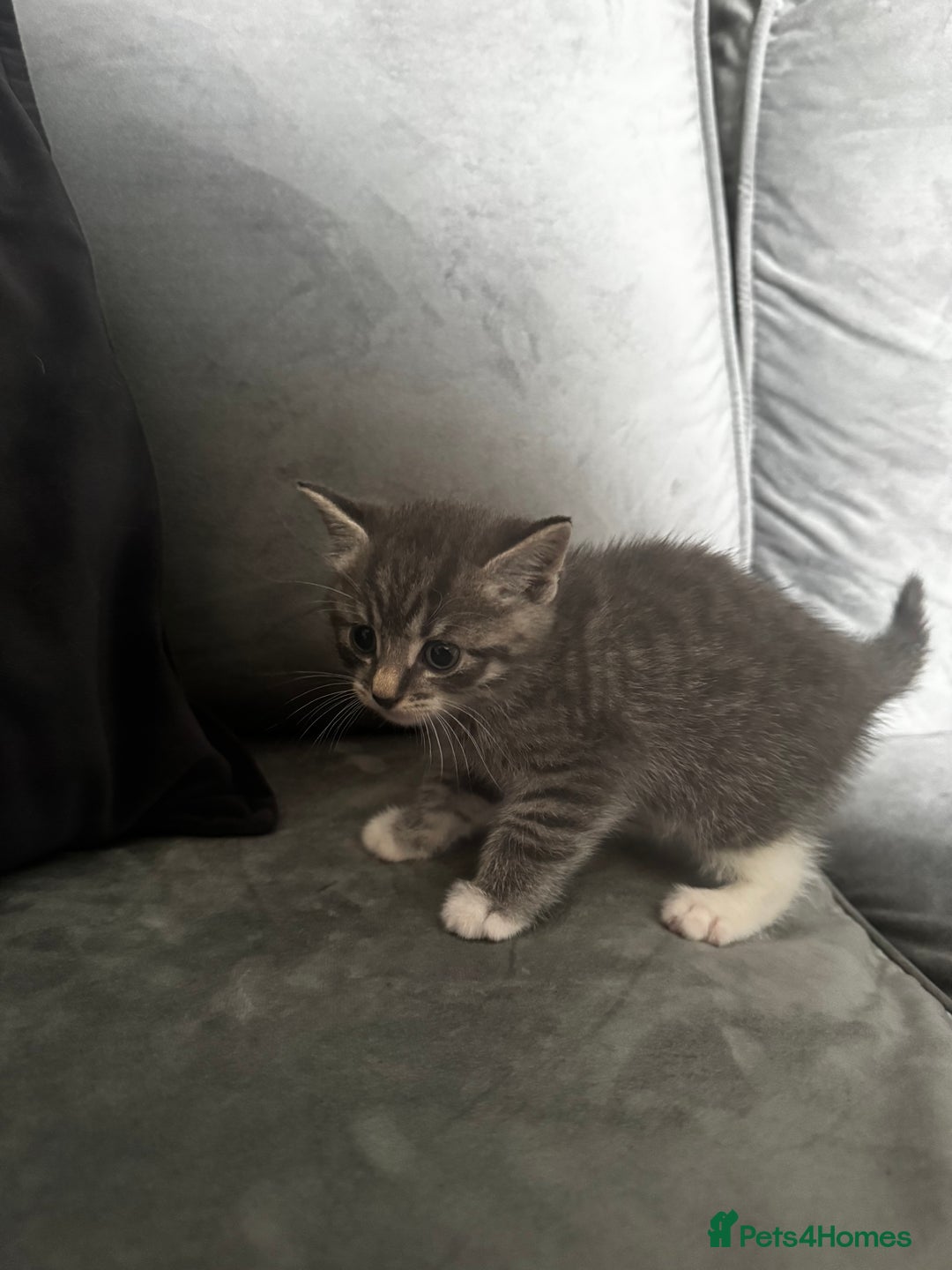 Mixed Breed cats for sale: Grey mixed short hair kittens  - Image 2
