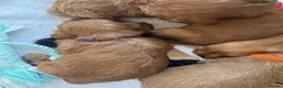 Cavapoo dogs for sale: Cavapoo puppies  - Advert 26