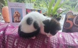 Munchkin cats for sale: Munchkin x Scottish Fold - Image 23