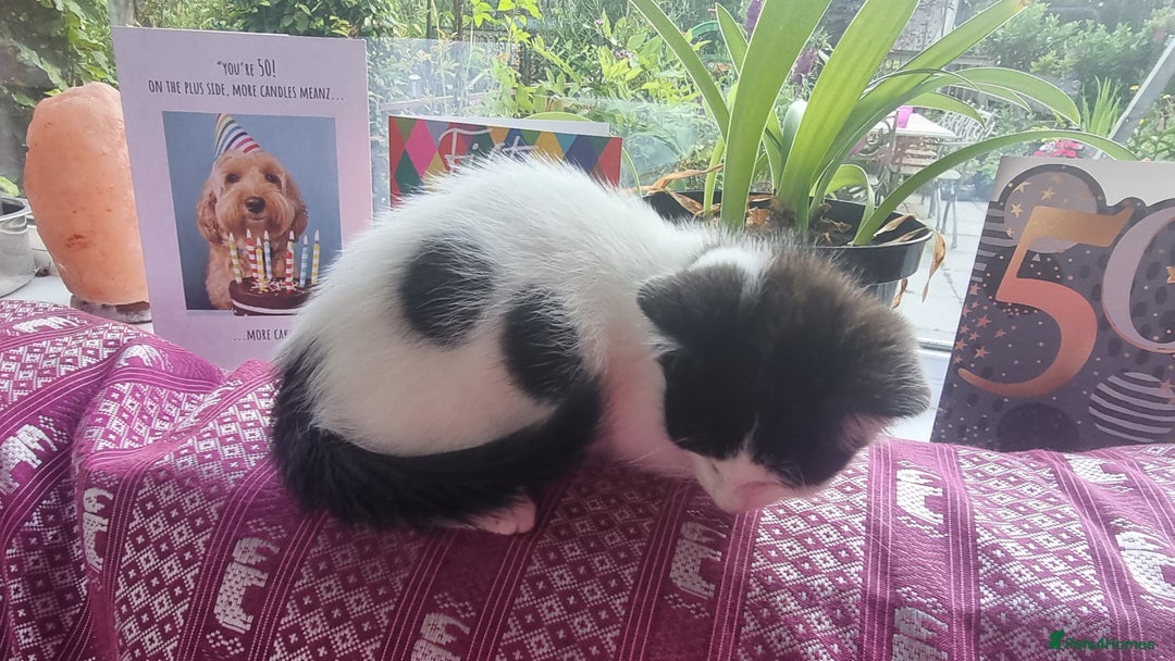 Munchkin cats for sale: Munchkin x Scottish Fold - Image 23
