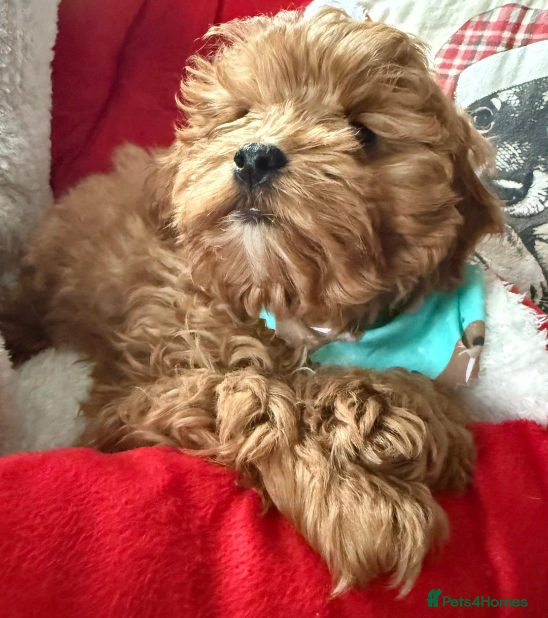 Cavapoo dogs for sale: Stunning Tiny Toy Cavapoos  - Advert 5