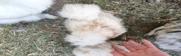 Chickens poultry for sale: USA silkie chicks/ hatching eggs CPQ quails - Advert 28