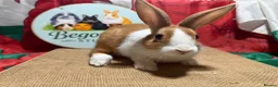 Dutch rabbits for sale: Gorgeous Dutch Rabbits ready now - Advert 3