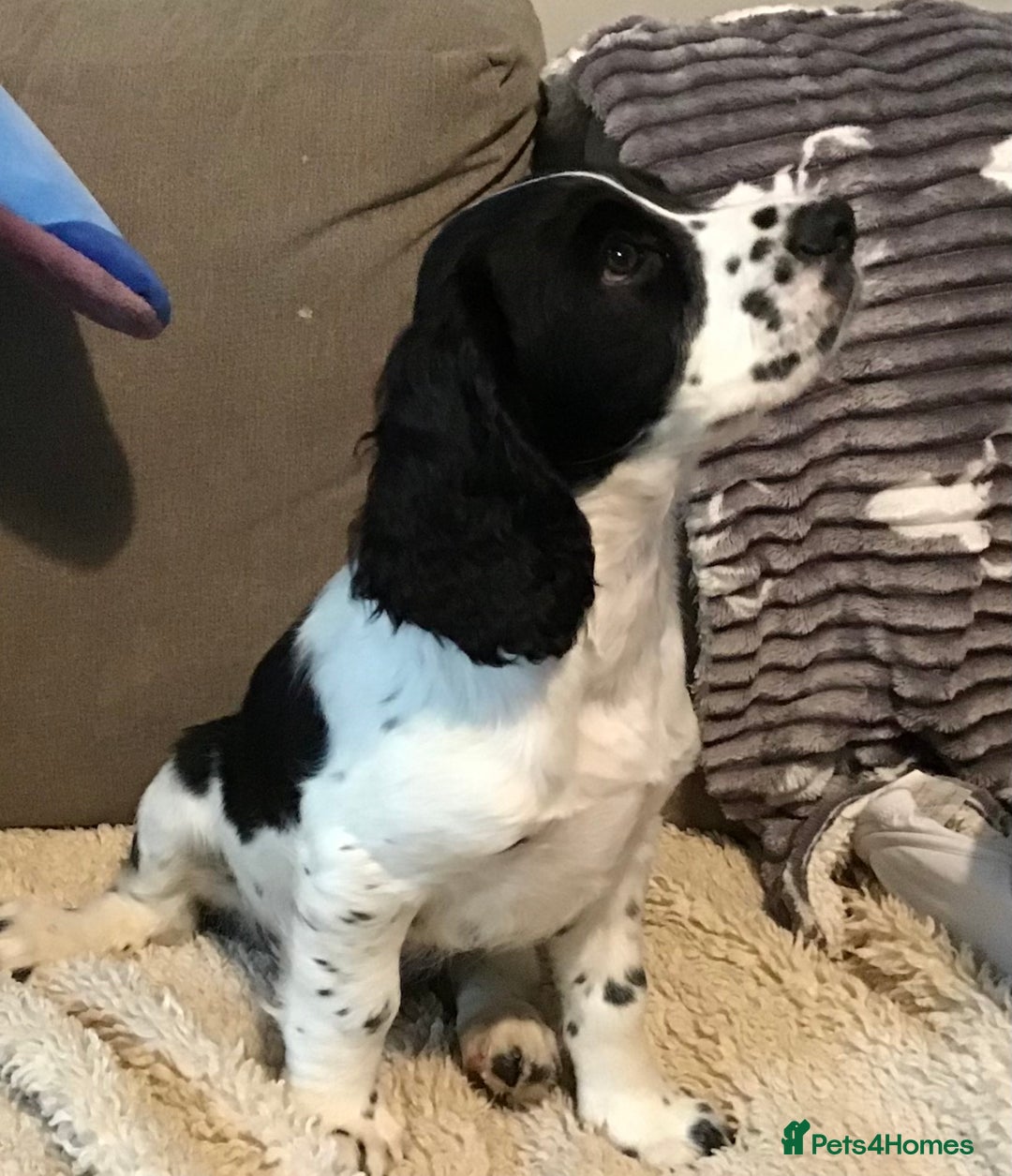Cocker Spaniel dogs for sale: LAST PUPPY, READY 2 GO, 5* COCKER SPANIELS - Image 15