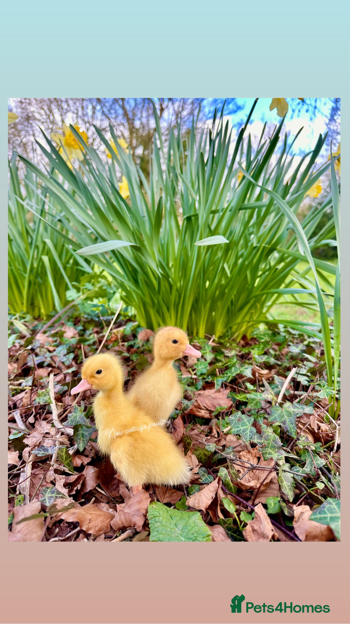 Ducks poultry Ducklings and Ducks in a range of breeds  - Advert 1