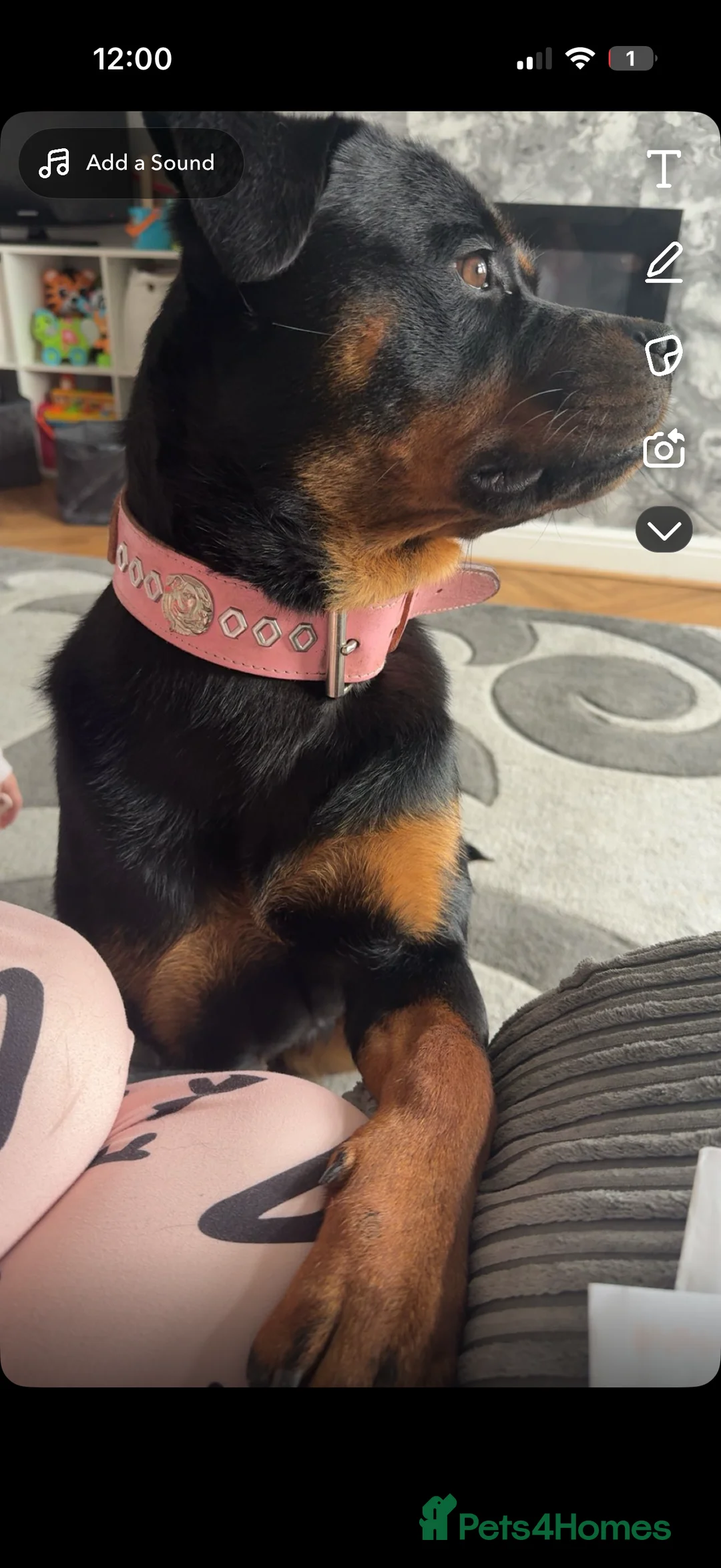 Rottweiler dogs for sale: 1 Year Old Rottweiler  - Advert 3