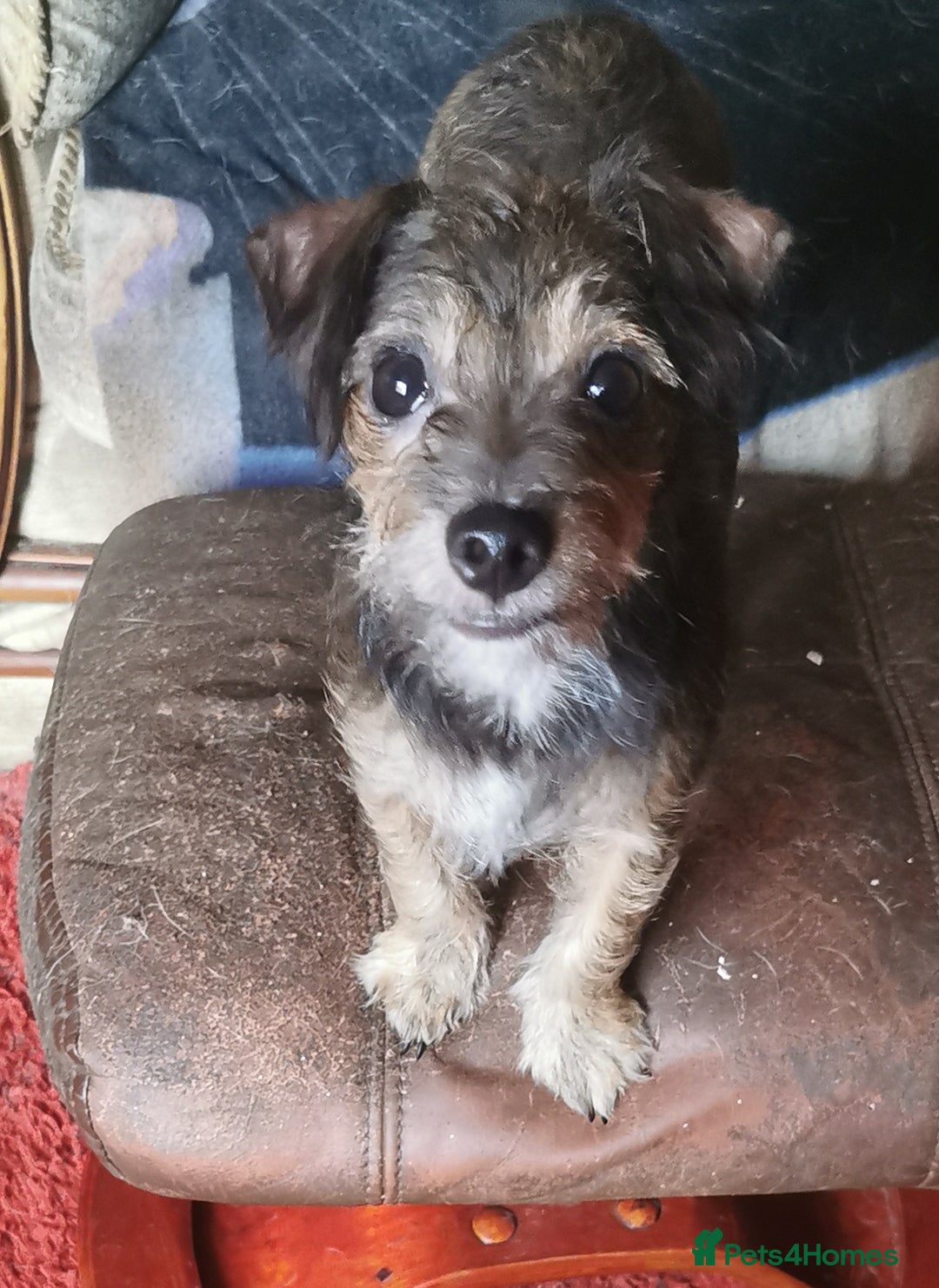Jack Russell dogs for sale: Jack Russell puppies  - Image 2