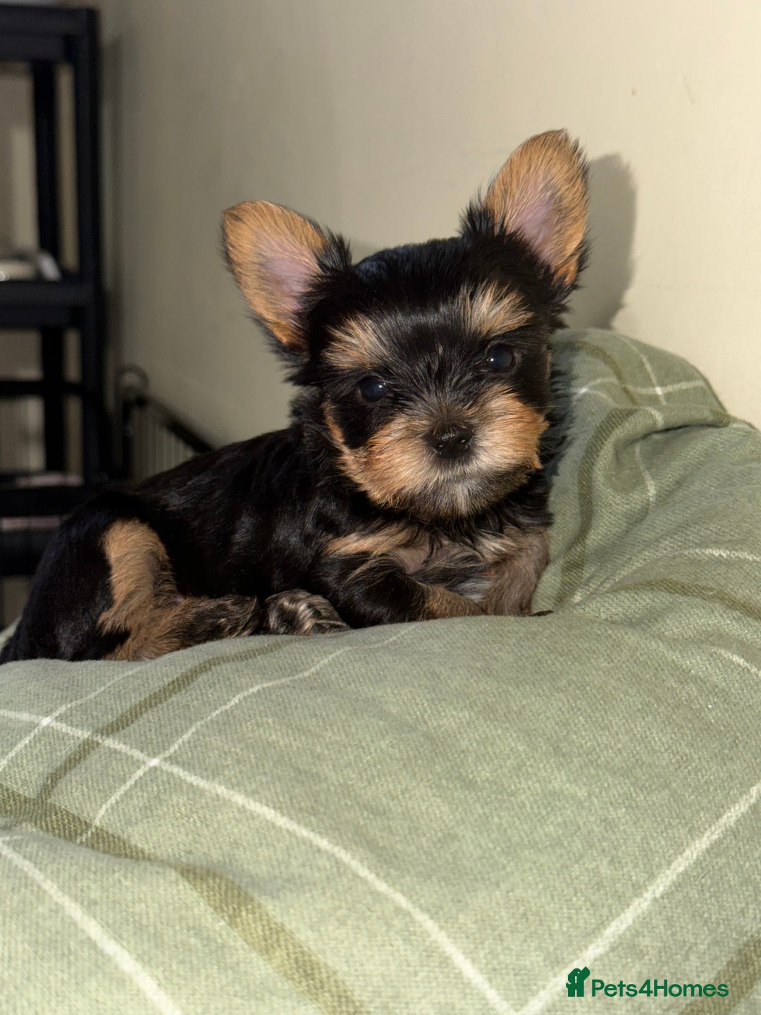 Yorkshire Terrier dogs for sale: Three beautiful Yorkshire Terrier girls for sale - Advert 6
