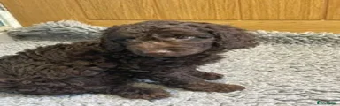Labradoodle 6 chocolate