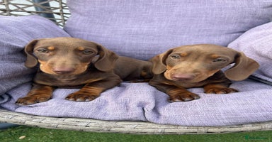 Dachshund dogs - Advert 16