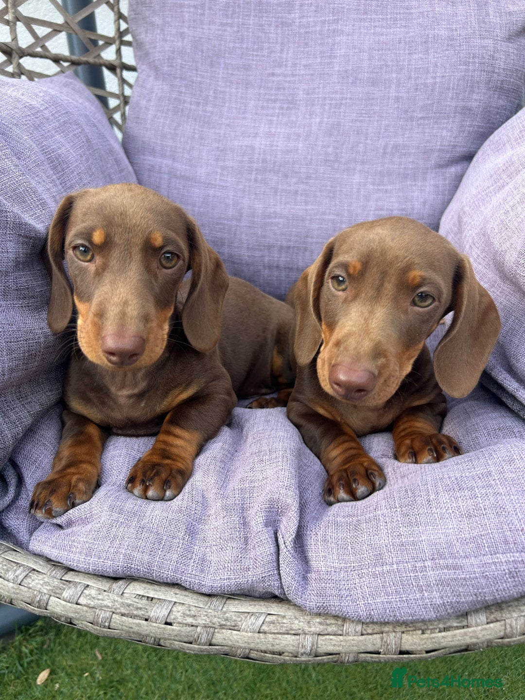 Dachshund dogs for sale: Beautiful Miniature Dachshund Girl  - Image 2