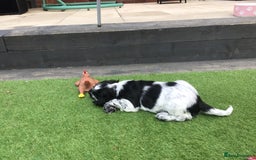 Cocker Spaniel dogs for sale:  show cocker puppy.KC reg. AMS.PRA. & FN clear. - Image 3