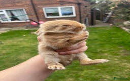 Mixed Breed rabbits for sale: Angora x Lionhead Female Looking For Home  - Image 26