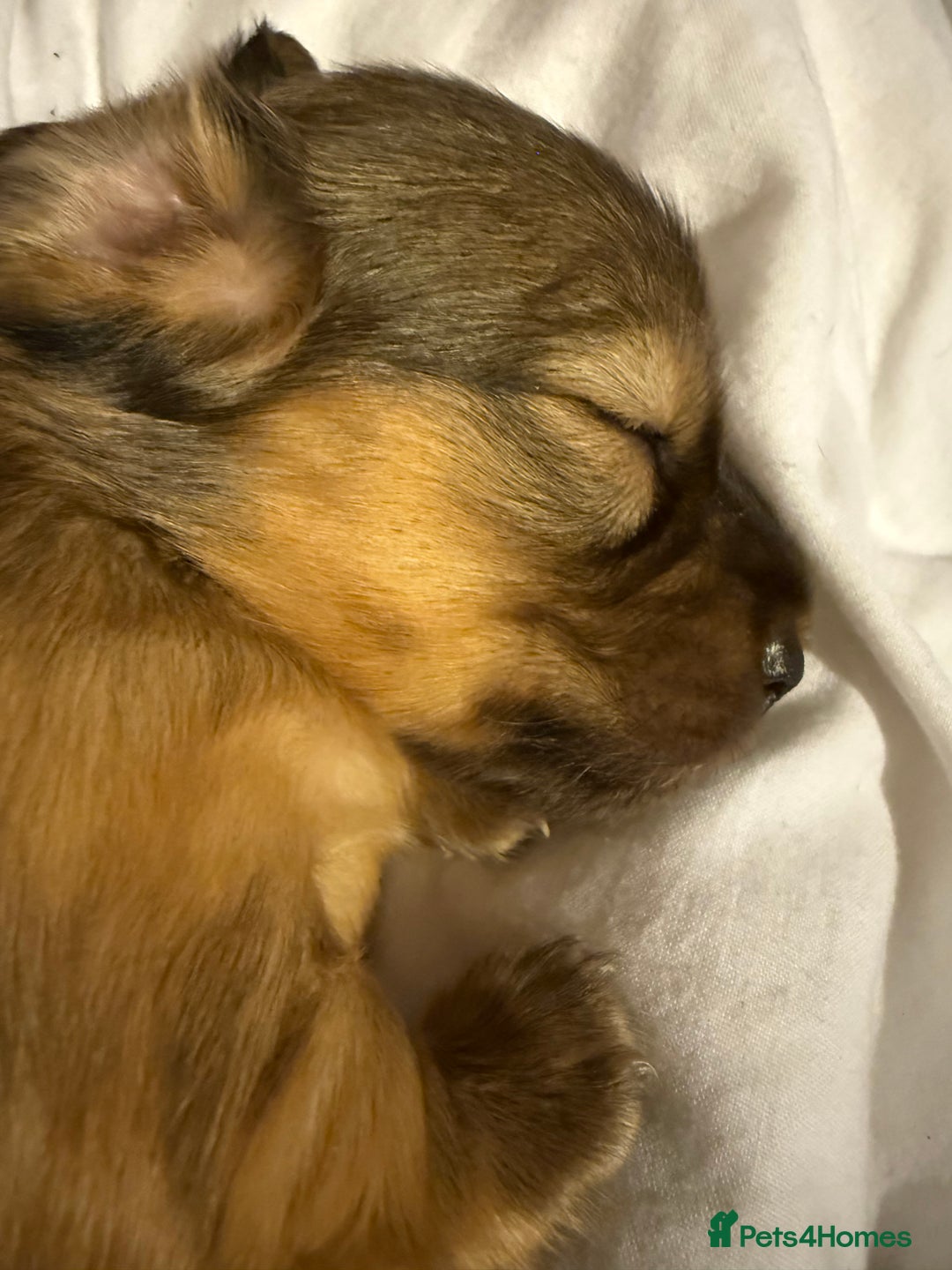 Miniature Dachshund dogs for sale: Four beautiful miniature dachshund  - Advert 4