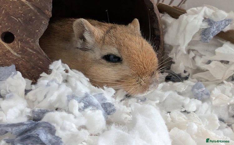 Gerbil rodents - Advert 3