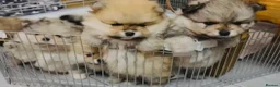 Pomeranian dogs for sale: Pomeranian puppies for sale 🐶🐾 - Advert 16