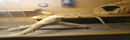 Bearded Dragon reptiles for sale: Male bearded dragon  - Advert 2