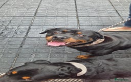 Rottweiler dogs for sale: Chunky Rottweiler Puppies DUE SOON  - Image 14