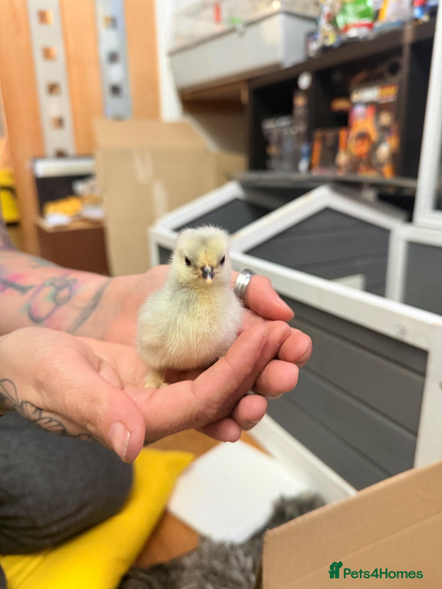 Chickens poultry Lavender pekin chicks  - Advert 1