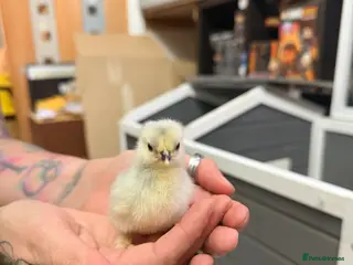 Chickens poultry Lavender pekin chicks - Advert 1