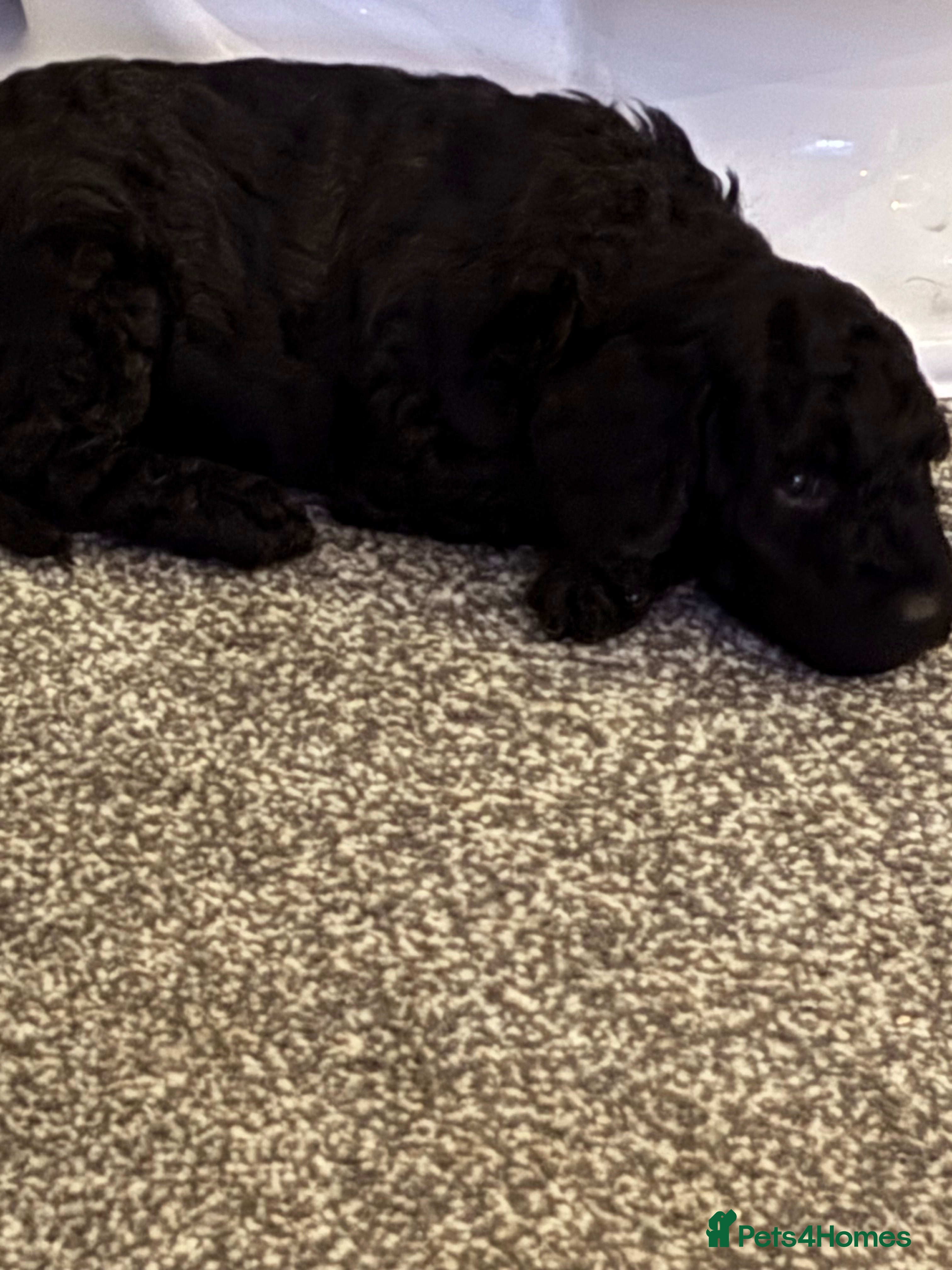 Miniature Poodle dogs Female Miniature poodle ready now - Advert 16