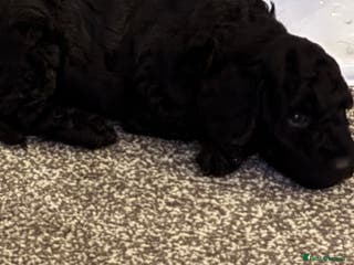 Miniature Poodle dogs Female Miniature poodle ready now - Advert 16
