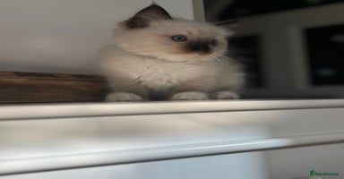Ragdoll cats - Advert 12