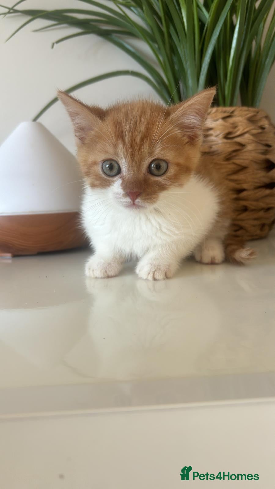 Mixed Breed cats 3 loving kittens ready to go 🌟  - Advert 15
