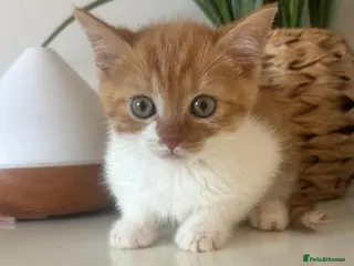 Mixed Breed cats 3 loving kittens ready to go 🌟 - Advert 15