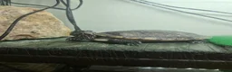 Terrapin reptiles for sale: Alan the terrapin  - Advert 2