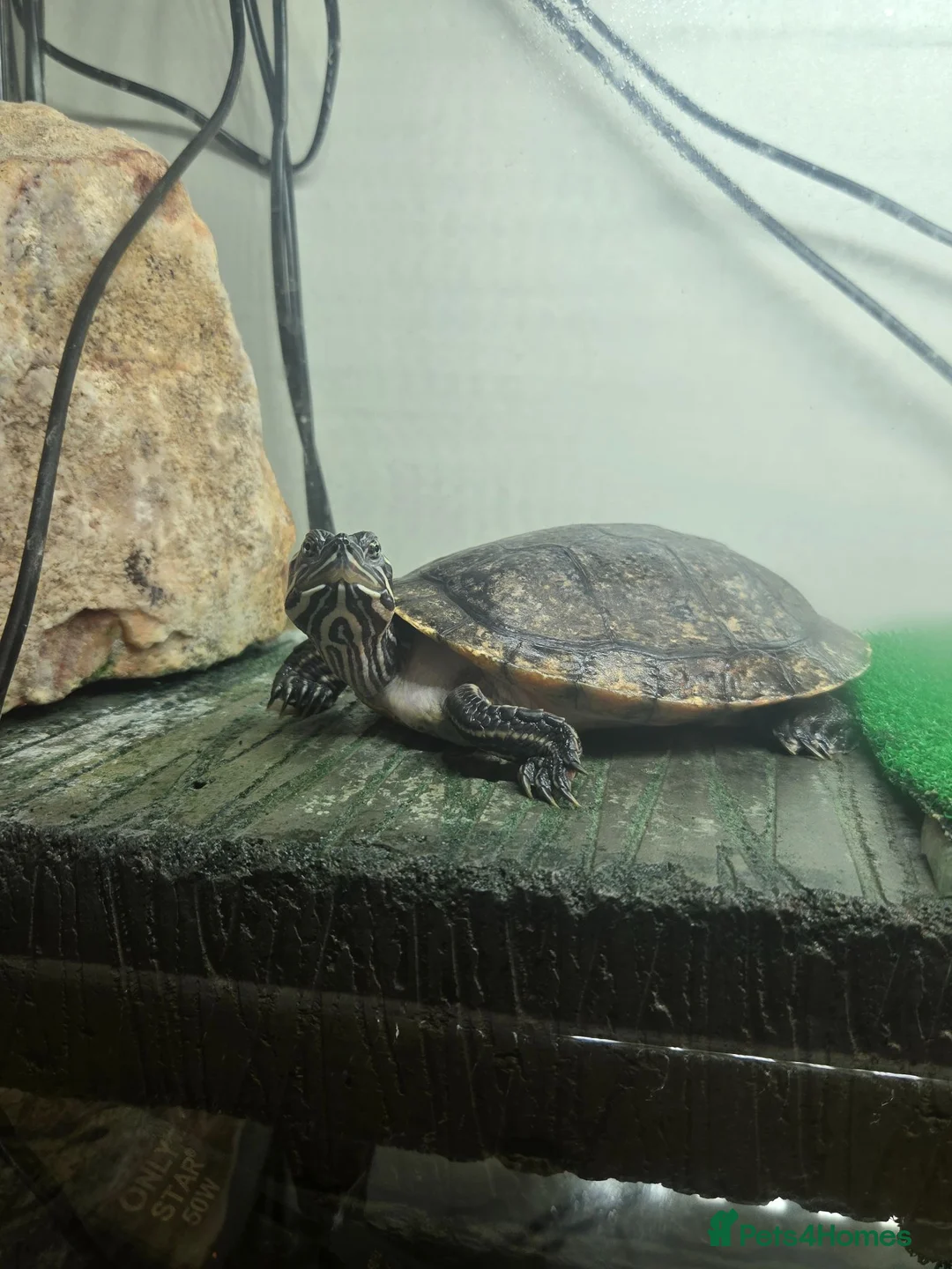 Terrapin reptiles for sale: Alan the terrapin  - Advert 2