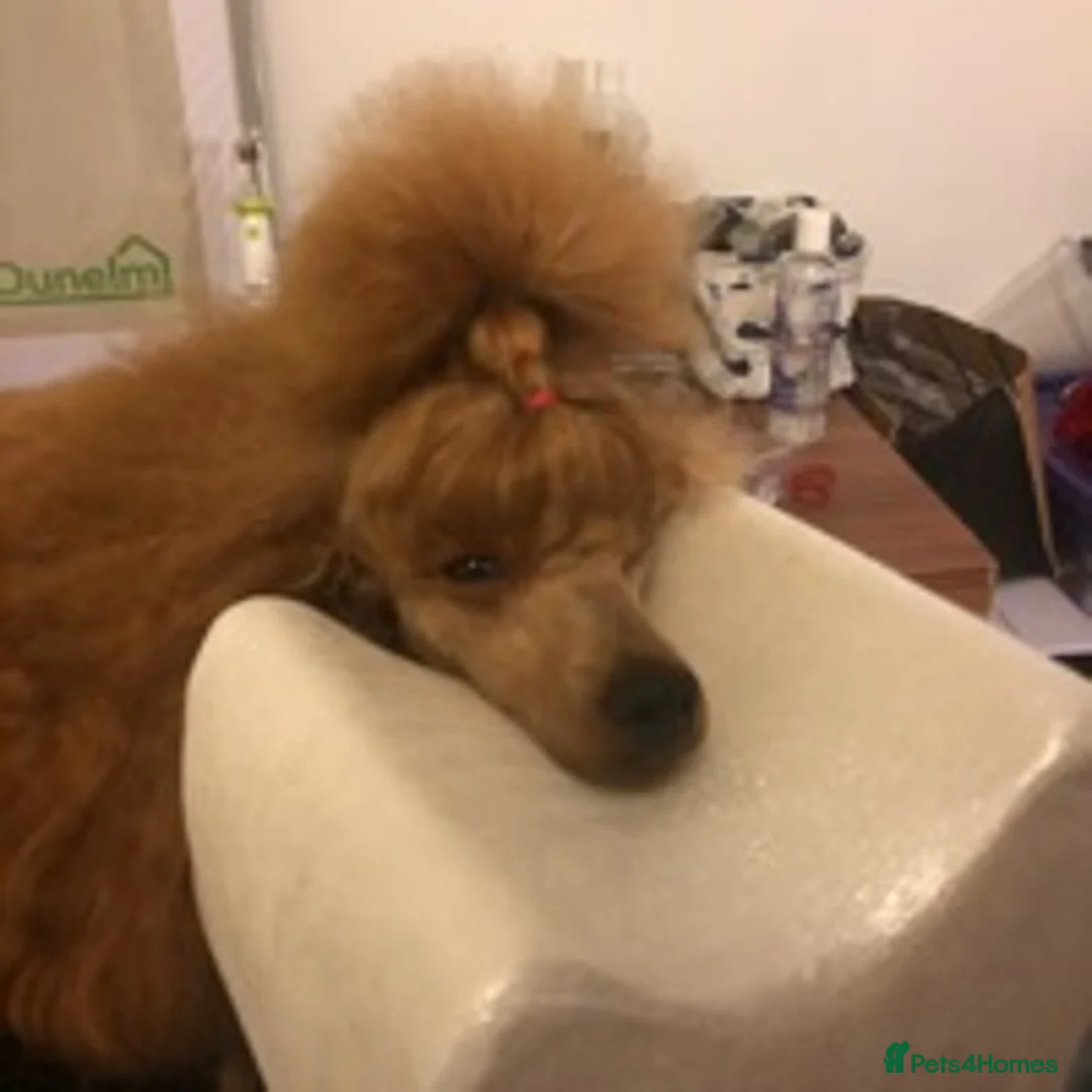 Miniature Poodle dogs for stud: Crufts Qualified Poodle Stud in Nottingham - Advert 5