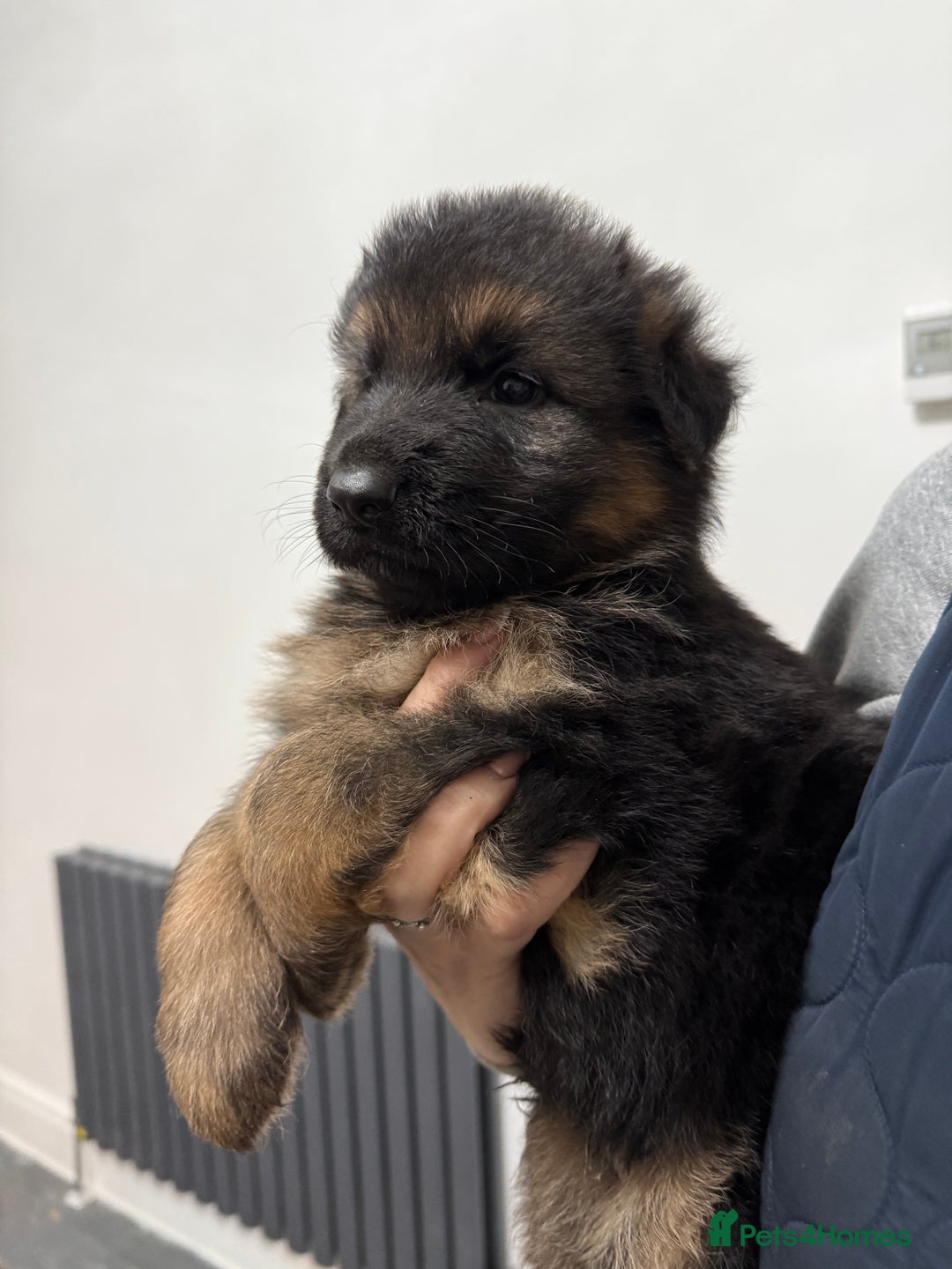 German Shepherd dogs for sale: KC GSD long coat.  Fantastic bloodlines.  - Advert 38