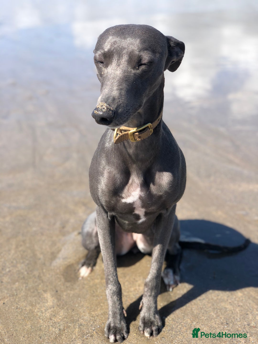 Mixed Breed dogs for sale: Beautiful merle whippet x collie puppies  - Advert 25