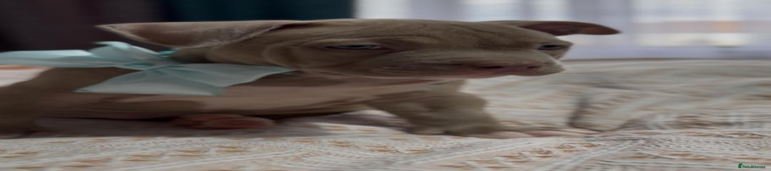 American Bully Puppy 7