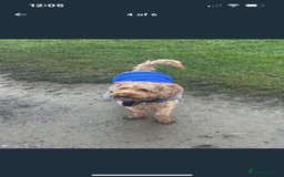 Cavapoo dogs for sale: Cavapoo 3 year old male  - Image 3