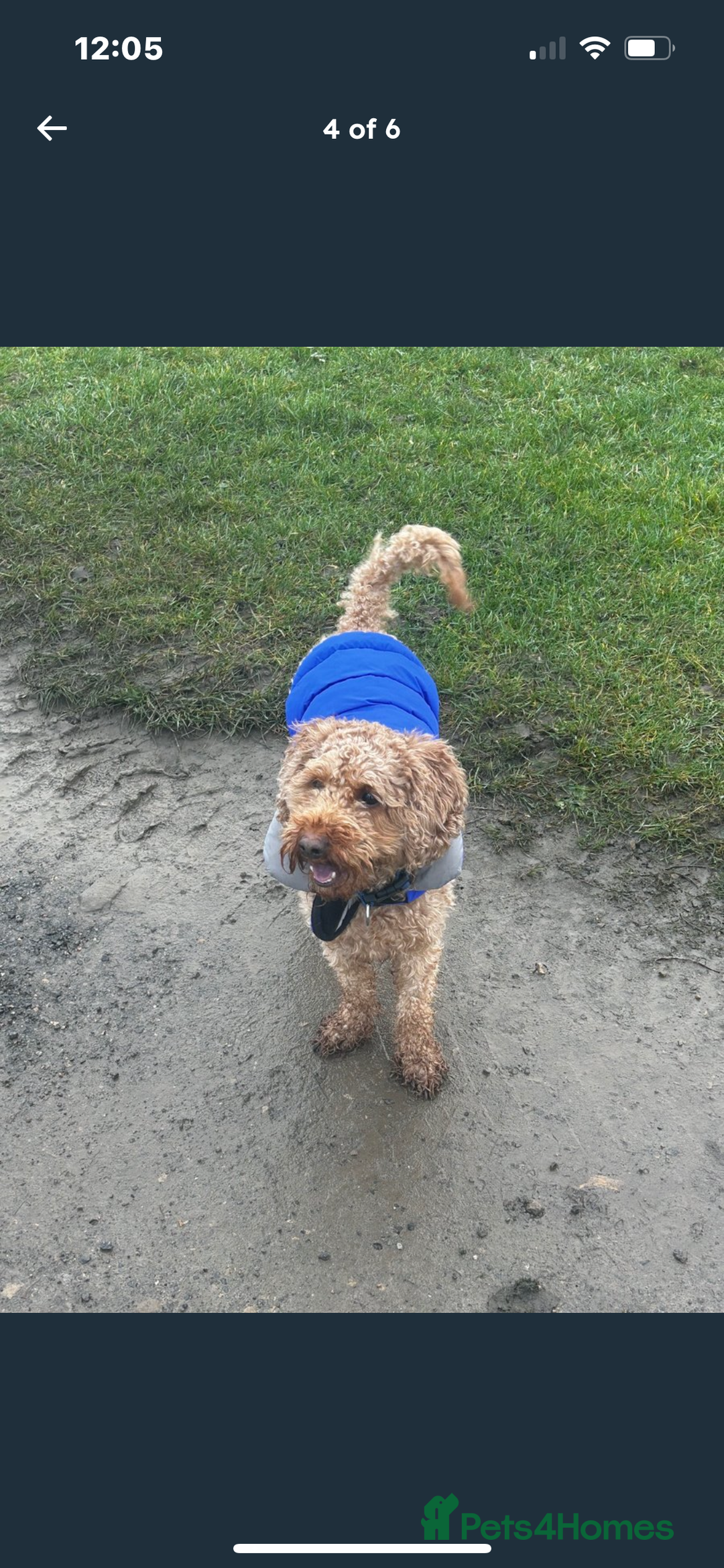 Cavapoo dogs for sale: Cavapoo 3 year old male  - Image 3