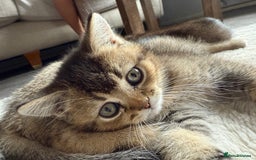 British Shorthair cats for sale: Scottish folds cross blue British - Image 6