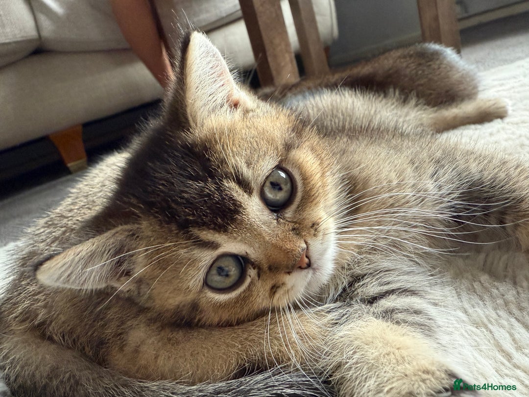 British Shorthair cats for sale: Scottish folds cross blue British - Image 6
