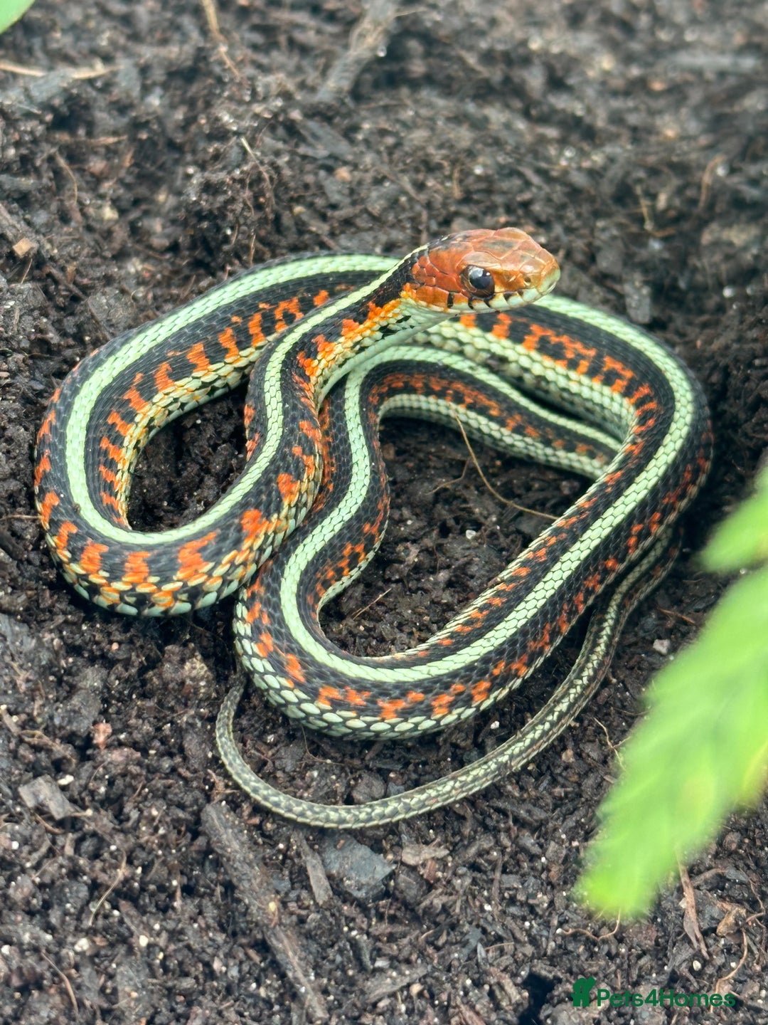 Garter Snake reptiles for sale: California red sided garter snake  - Image 1